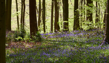 Linacre Reserviors forest floor bluebells (2).jpg